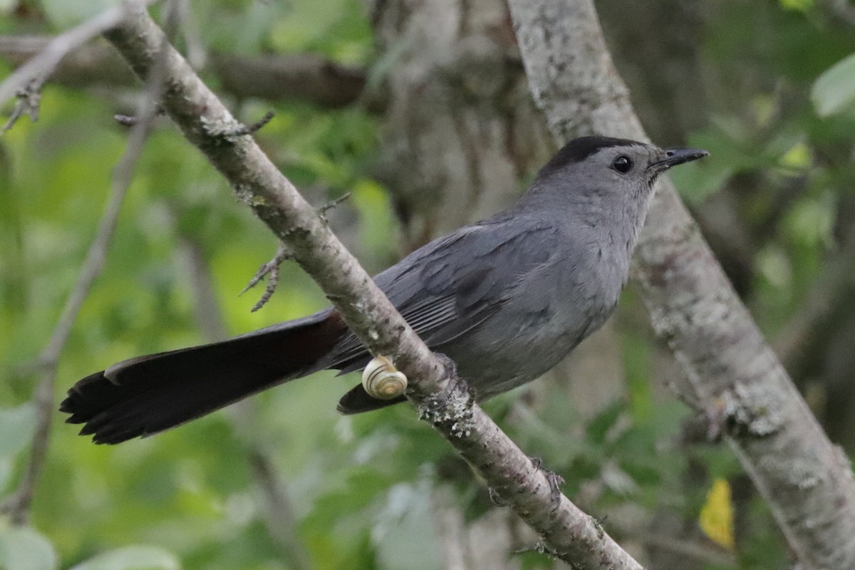 Pájaro Gato Gris - ML620702027