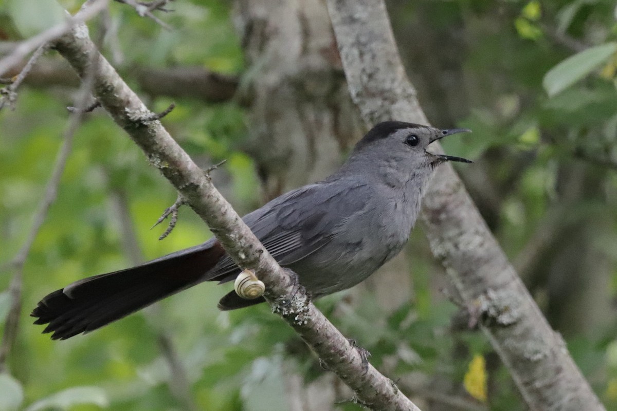 Gray Catbird - ML620702028