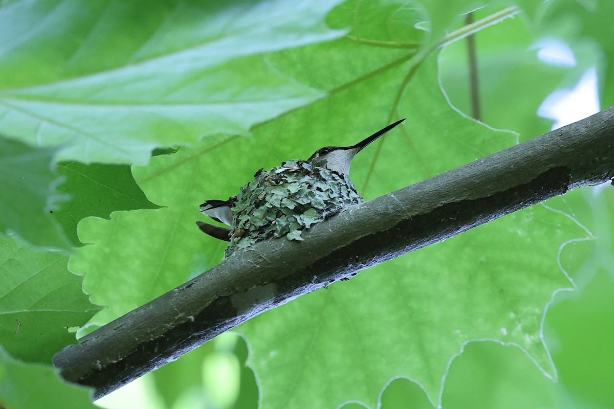 Ruby-throated Hummingbird - ML620702036