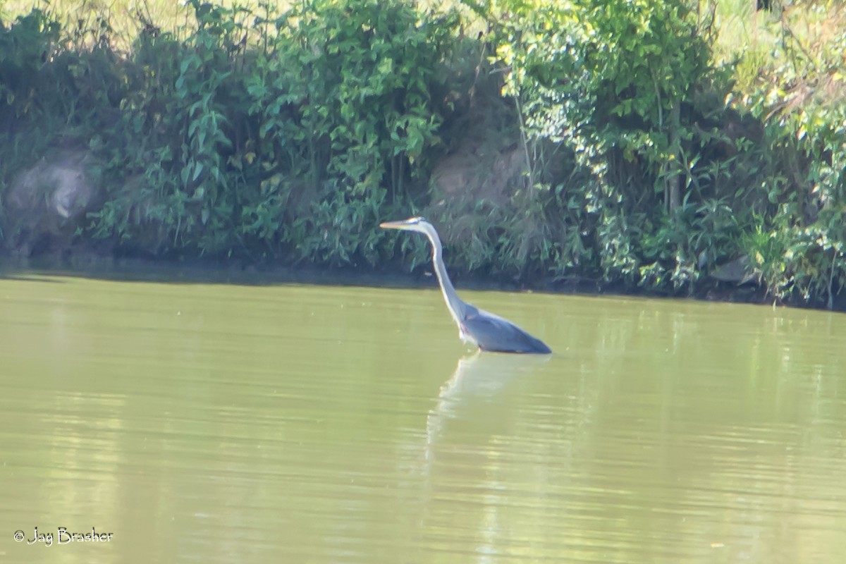 Great Blue Heron - ML620702037