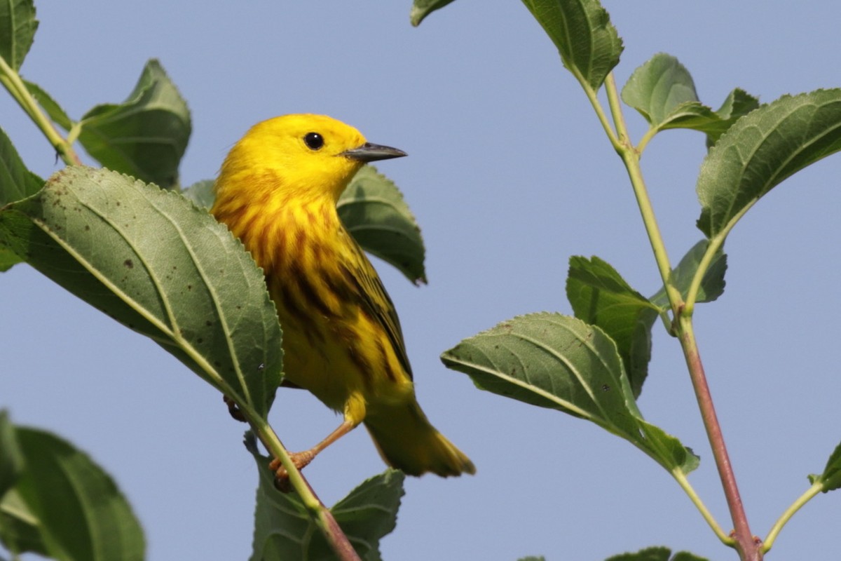 Yellow Warbler - ML620702038