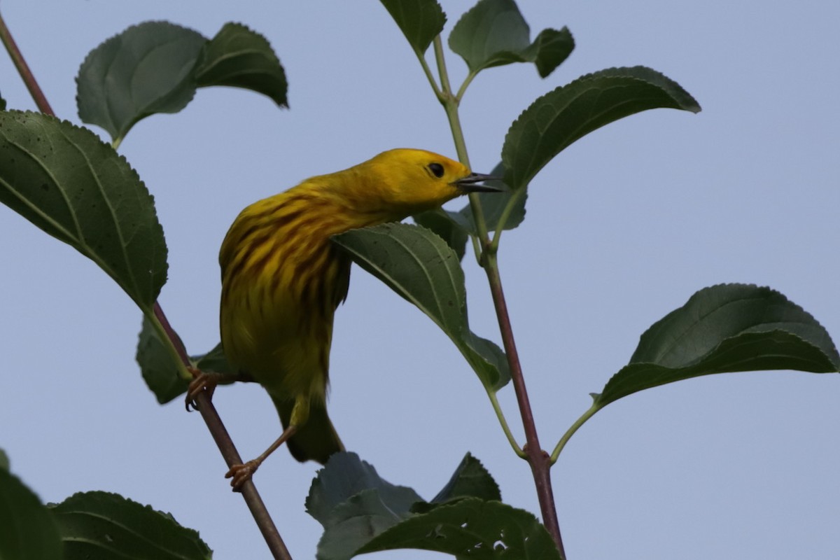 Yellow Warbler - ML620702040