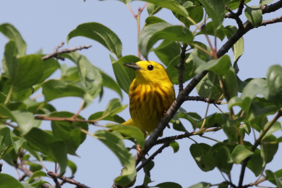 Yellow Warbler - ML620702041