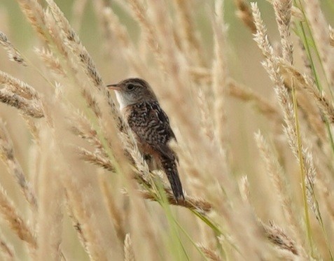 Sedge Wren - ML620702042