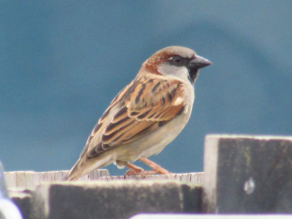 House Sparrow - ML620702043