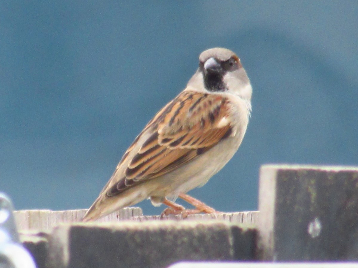 House Sparrow - ML620702045