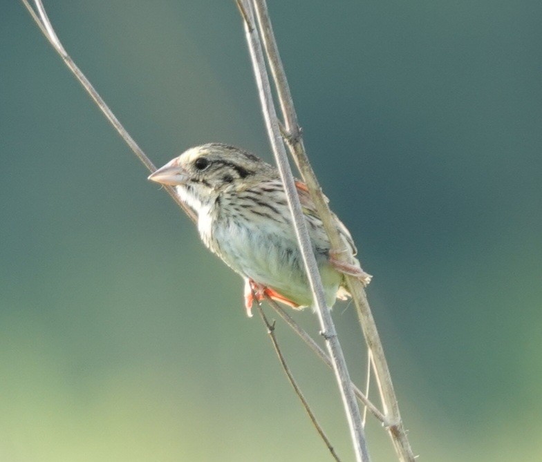 Henslow's Sparrow - ML620702047