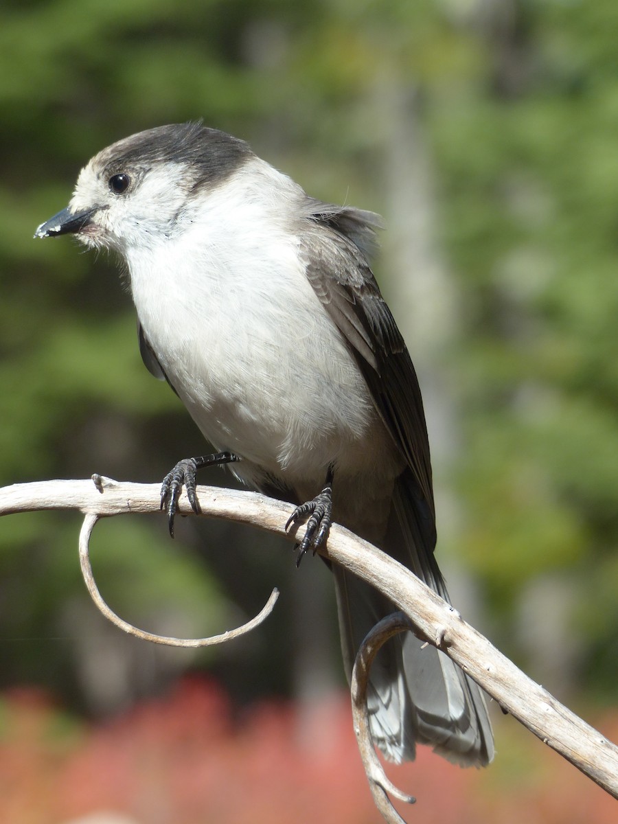 Canada Jay - ML620702055