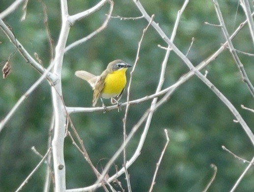 Yellow-breasted Chat - ML620702056