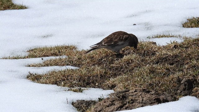 Tibetan Snowfinch - ML620702057