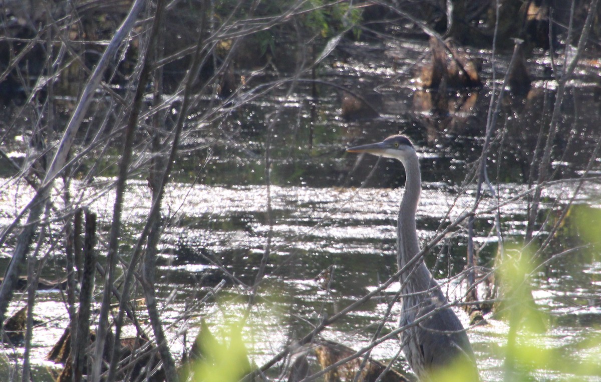 Great Blue Heron - ML620702060