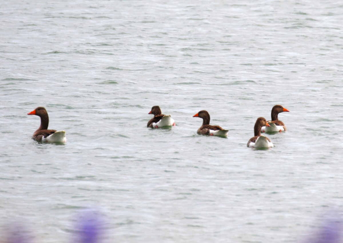 Graylag Goose (European) - ML620702061