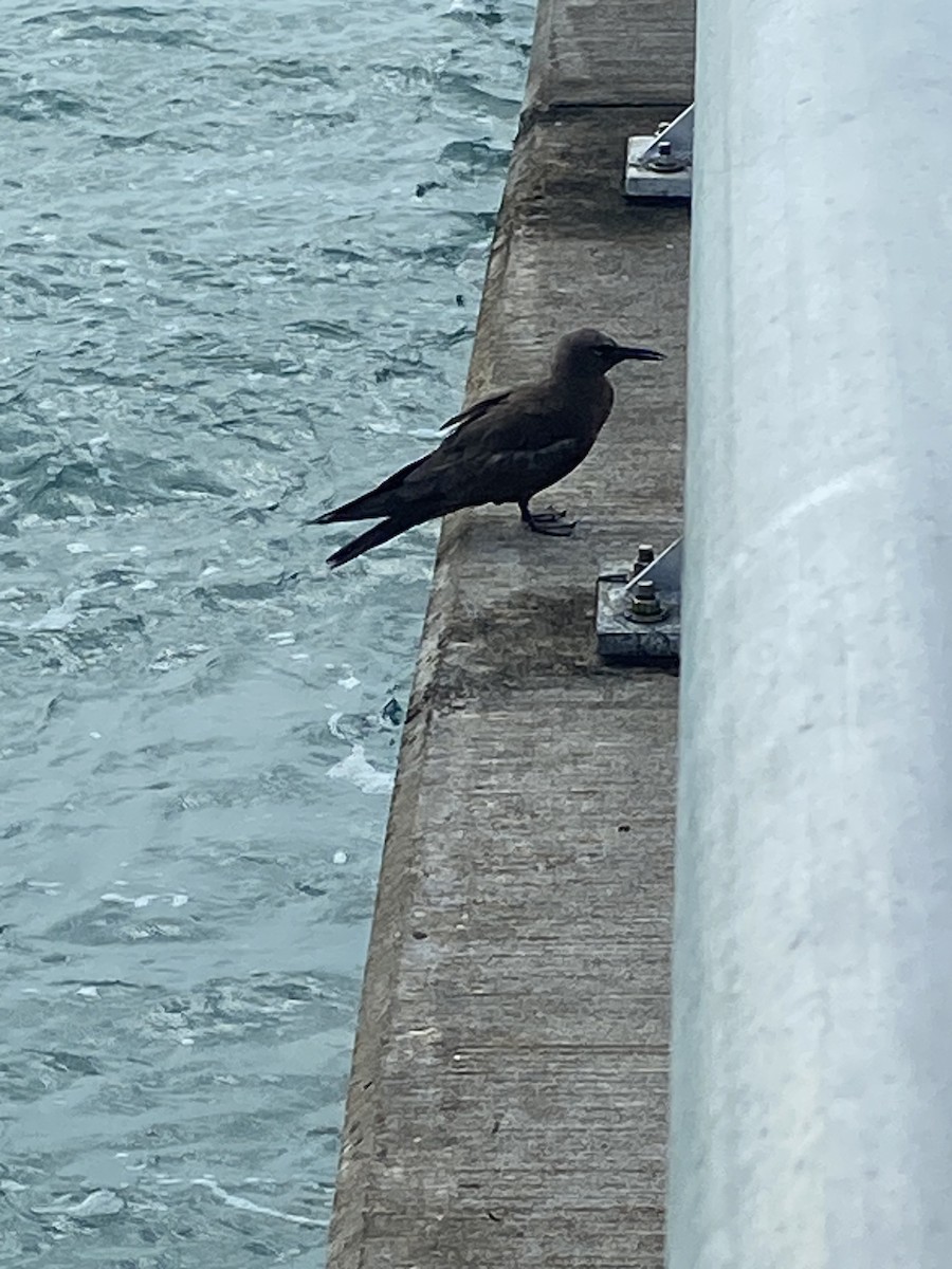 Brown Noddy - ML620702062