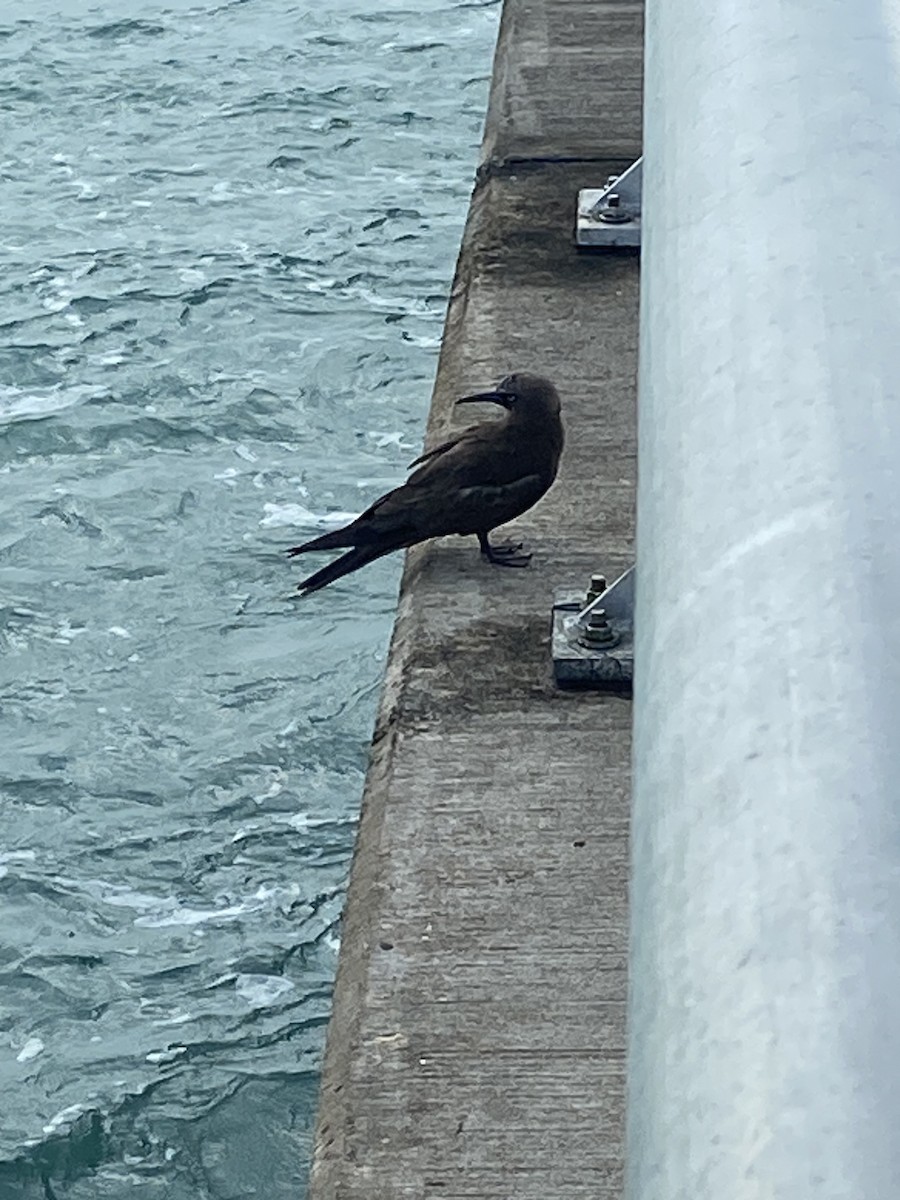 Brown Noddy - ML620702063