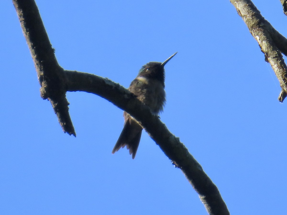 Ruby-throated Hummingbird - ML620702068