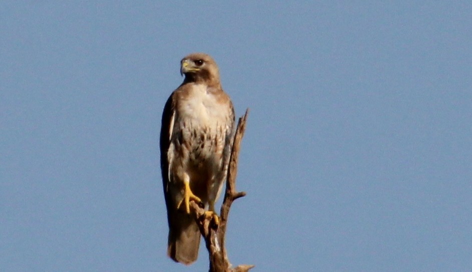 Red-tailed Hawk - ML620702069