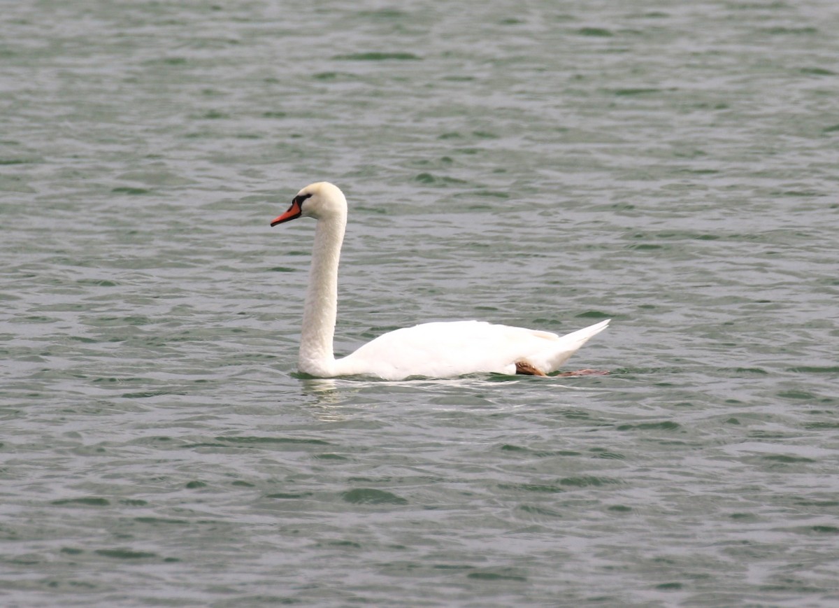 Mute Swan - ML620702070