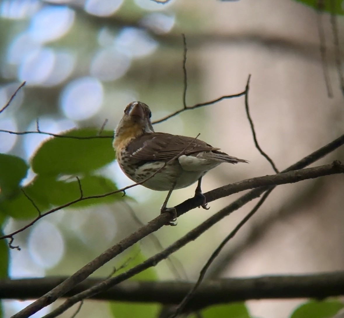 Rose-breasted Grosbeak - ML620702072