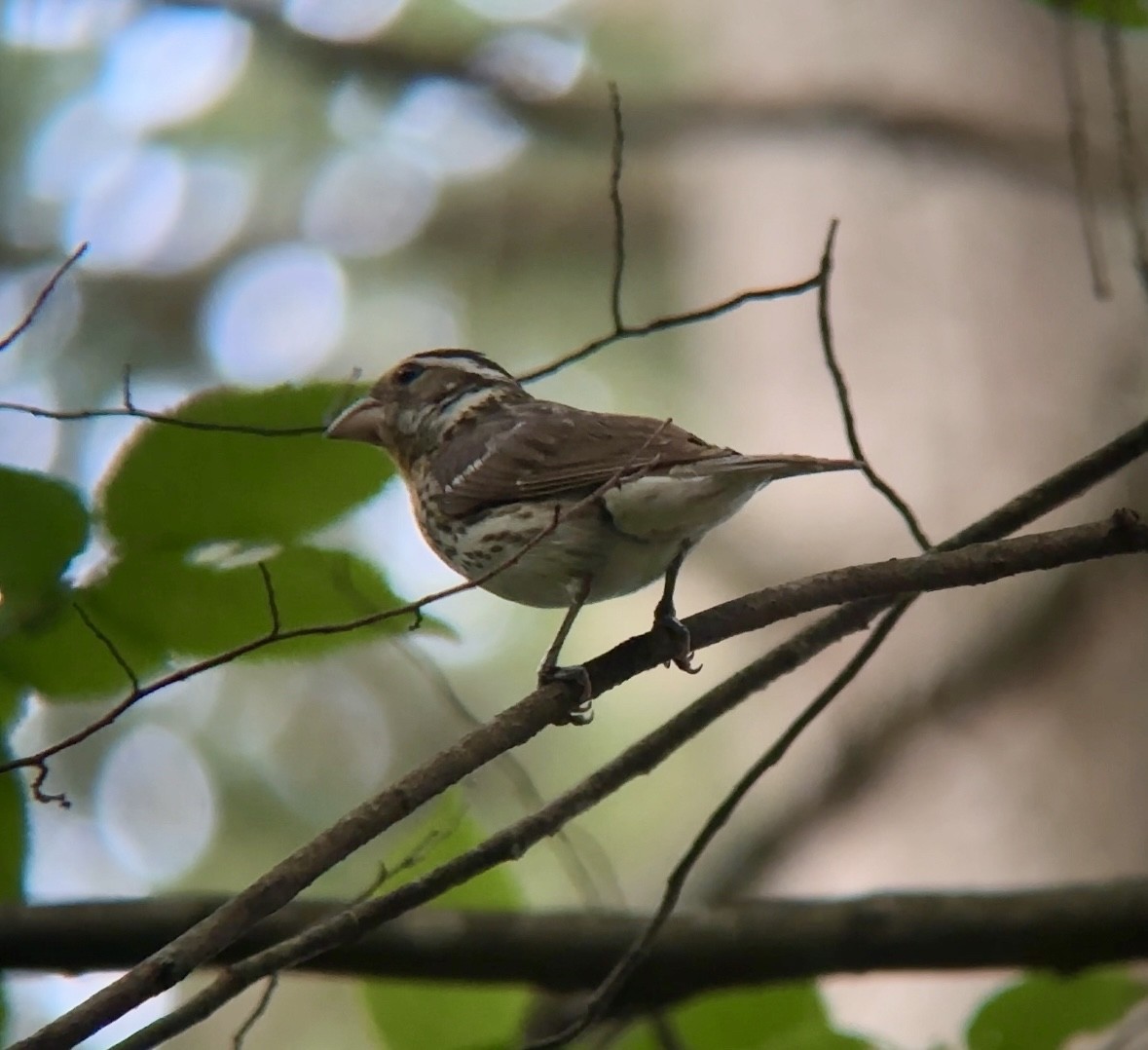 Rose-breasted Grosbeak - ML620702073