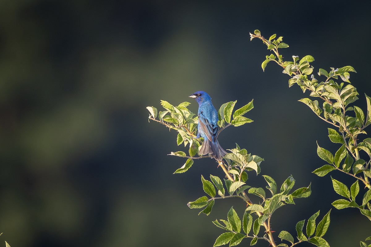 Indigo Bunting - ML620702075