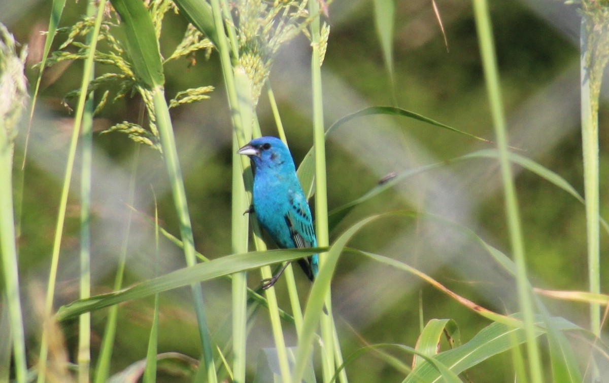 Indigo Bunting - ML620702079