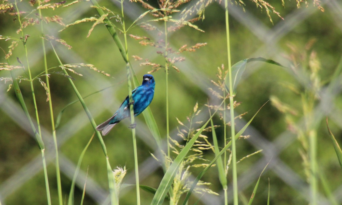 Indigo Bunting - ML620702080