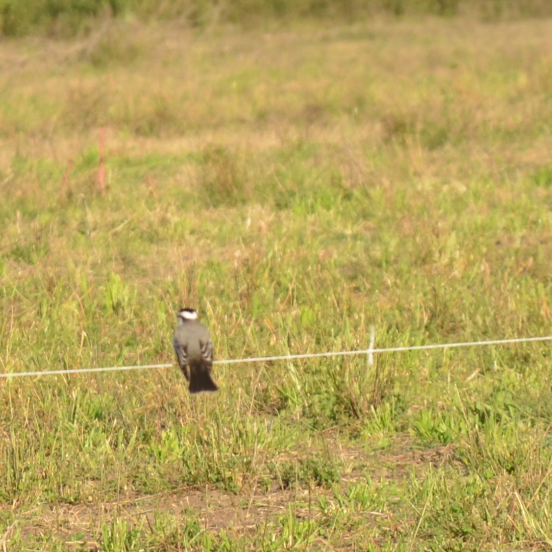 Black-crowned Monjita - ML620702081