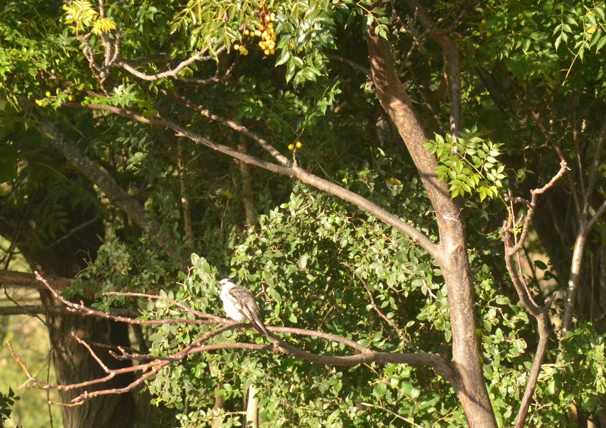 Black-crowned Monjita - ML620702082