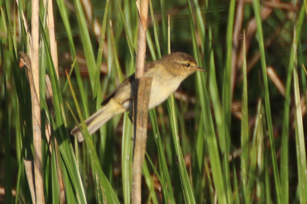 Willow Warbler - ML620702084