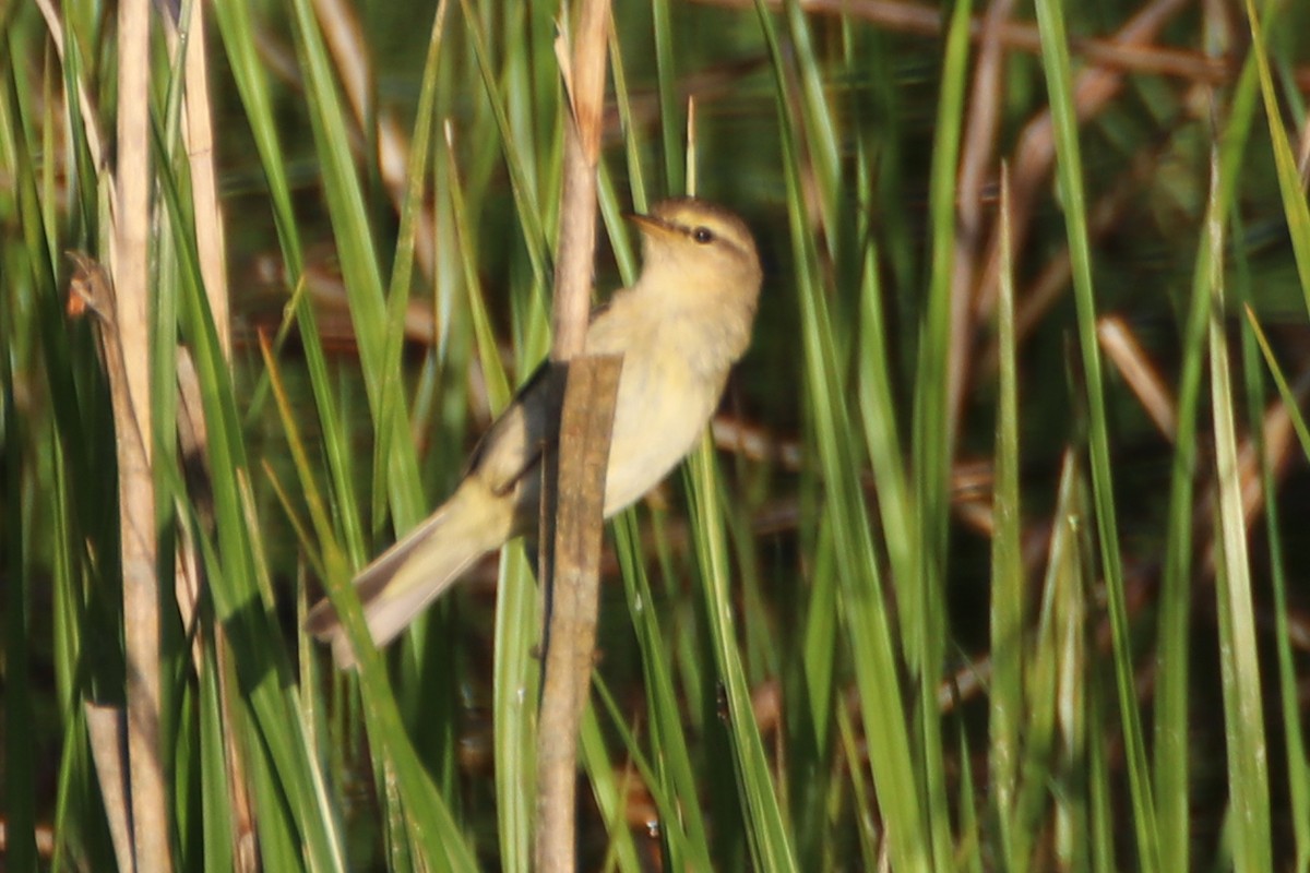 Willow Warbler - ML620702085