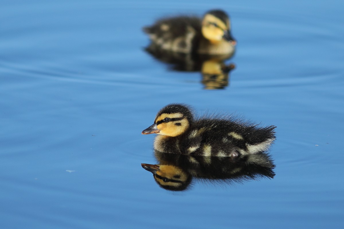 Canard colvert - ML620702086