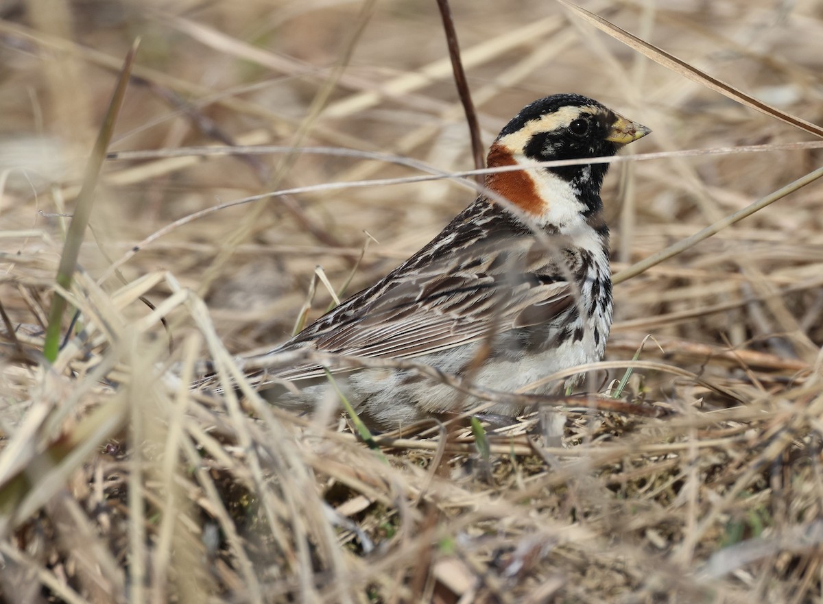 Lapland Longspur - ML620702087