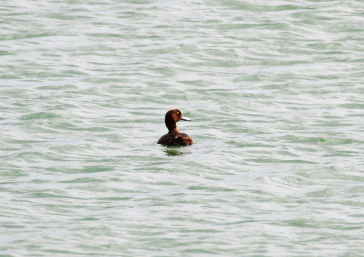 Tufted Duck - ML620702089