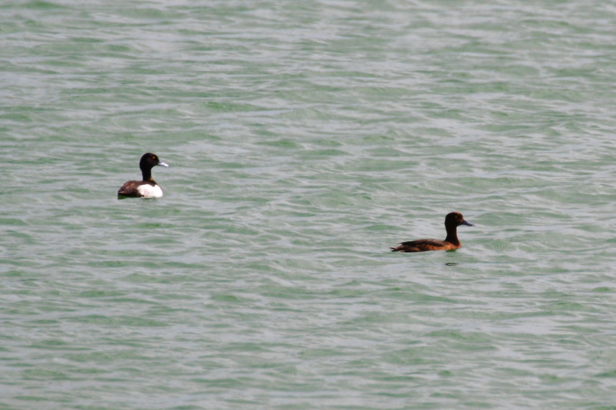 Tufted Duck - ML620702090