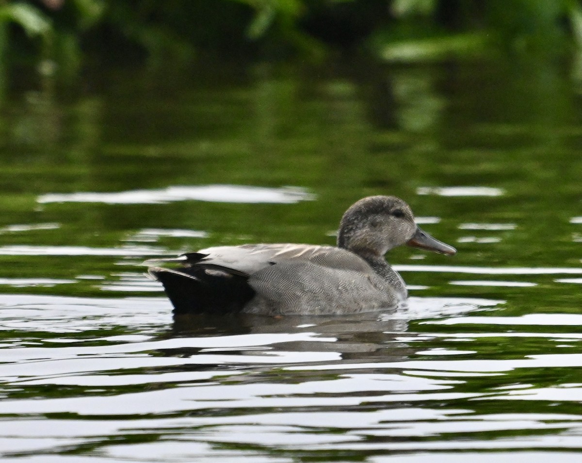 Gadwall - ML620702094