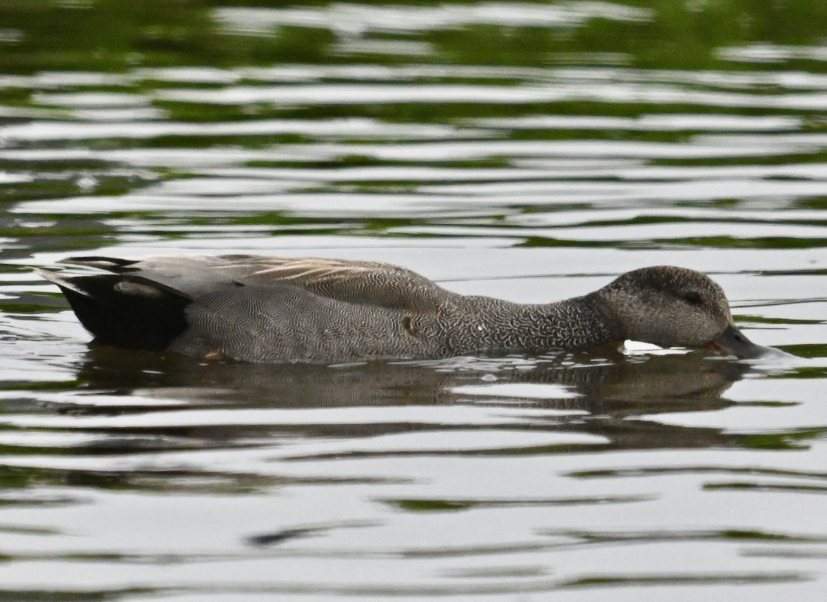 Gadwall - ML620702095