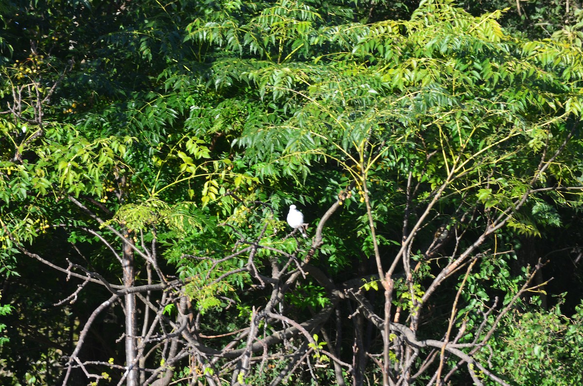 White Monjita - ML620702099