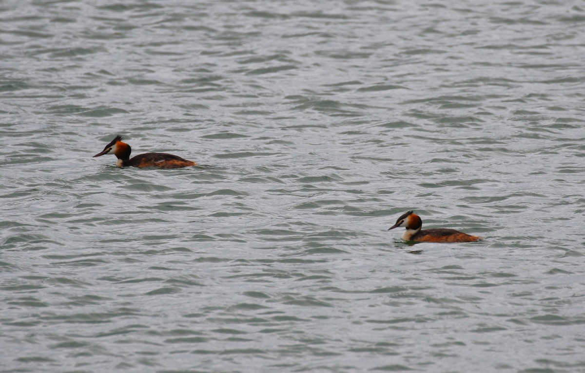 Great Crested Grebe - ML620702102