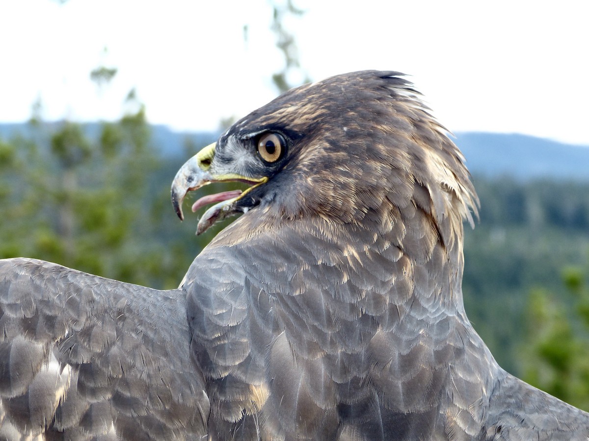 Red-tailed Hawk - ML620702104