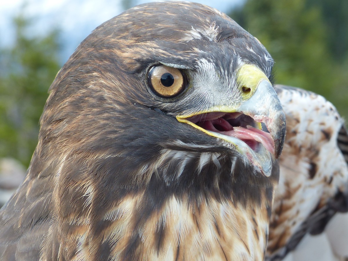 Red-tailed Hawk - mark lundgren