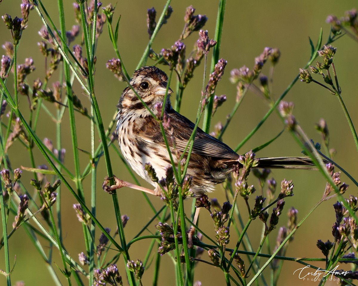 Song Sparrow - ML620702109