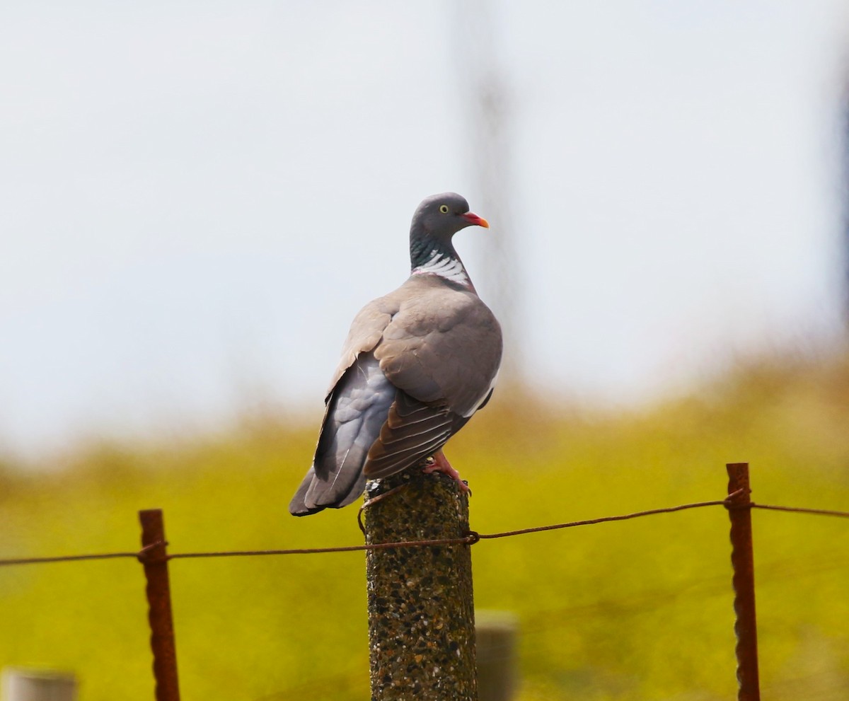 Pigeon ramier (groupe palumbus) - ML620702110