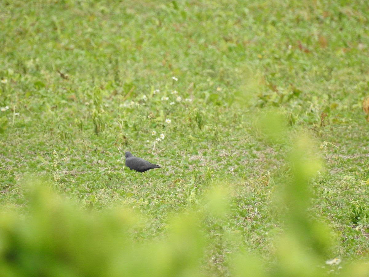 Rock Pigeon (Feral Pigeon) - ML620702112