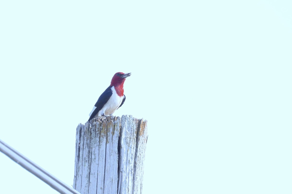 Red-headed Woodpecker - ML620702113