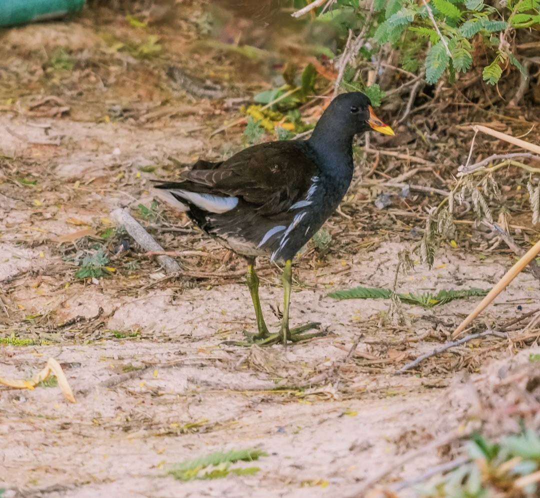 Gallinule poule-d'eau - ML620702116