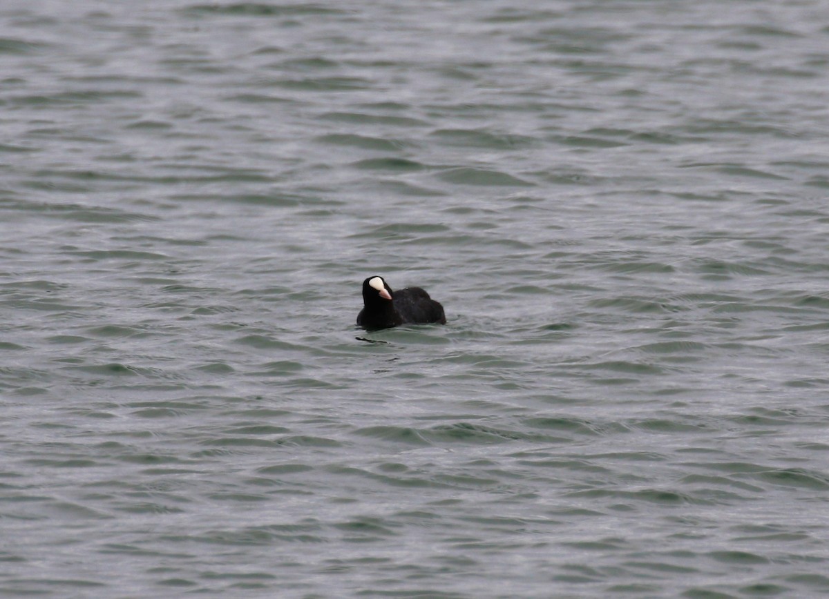 Eurasian Coot - ML620702117