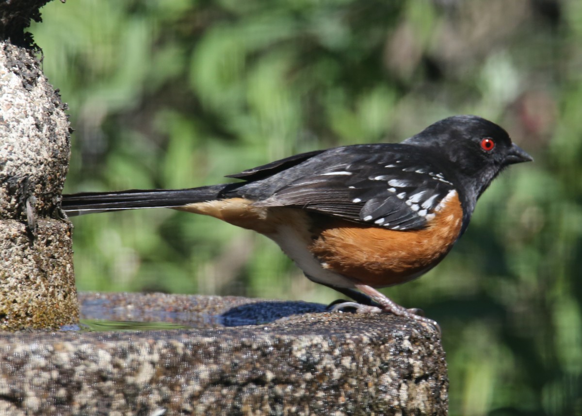 Spotted Towhee - ML620702118