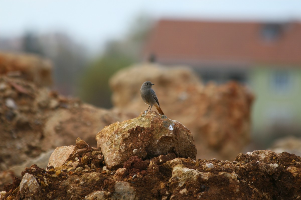 Black Redstart - ML620702123