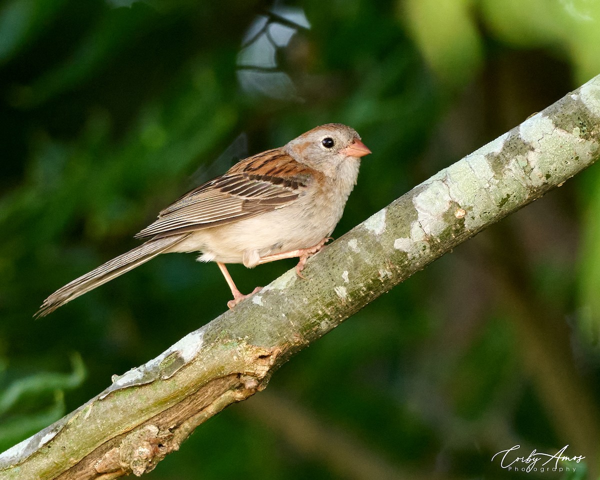 Field Sparrow - Corby Amos