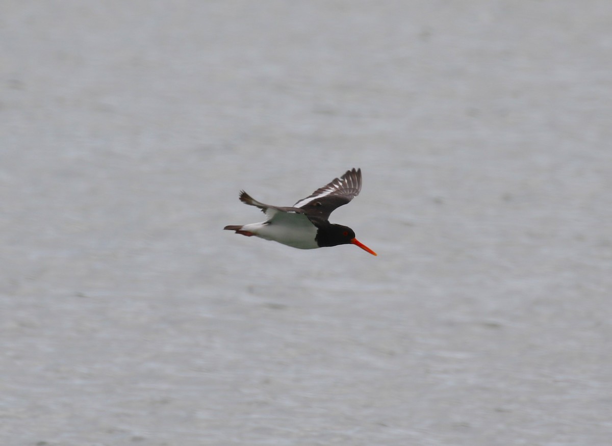 ústřičník velký (ssp. ostralegus/longipes) - ML620702128